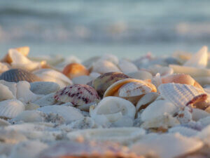 Sanibel Island Seashells by Erin Caher | On my way to Island Inn will I pay a Sanibel Causeway toll?